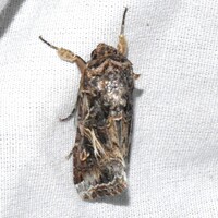 Spodoptera ornithogalli
