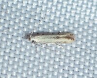 Stereomita andropogonis