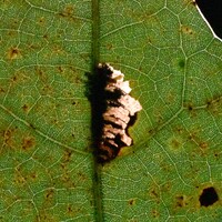 Stilbosis unidentified species