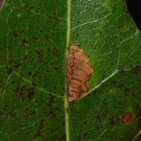 Stilbosis unidentified species