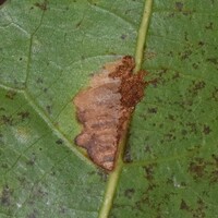 Stilbosis unidentified species