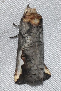 Symmerista unidentified species