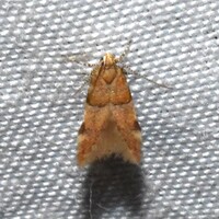 Theisoa constrictella