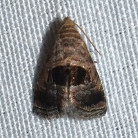Tripudia rectangula