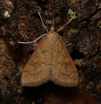 Udea rubigalis