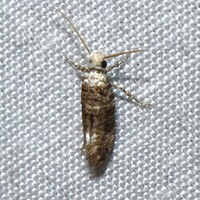 Xylesthia pruniramiella