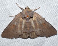 Zale pine-feeding complex