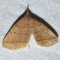 Zanclognatha cruralis