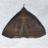 Zanclognatha protumnusalis