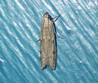 Phycitodes mucidella