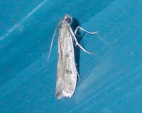 Phycitodes mucidella