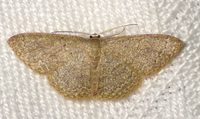 Pleuroprucha insulsaria