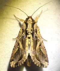 Spodoptera dolichos