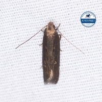 Chionodes discoocellella