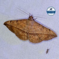 Anticarsia gemmatalis