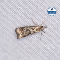 Microcrambus elegans