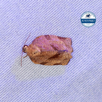 Choristoneura rosaceana