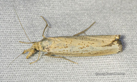 Agriphila vulgivagellus