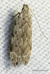 Anacampsis conclusella