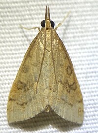 Udea rubigalis