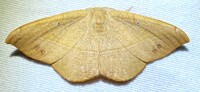 Patalene olyzonaria