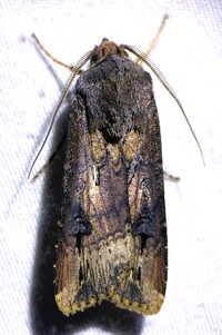 Agrotis ipsilon