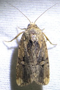 Elaphria chalcedonia