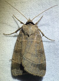 Agnorisma badinodis