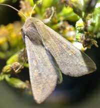 Mythimna unipuncta