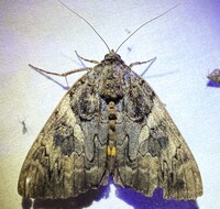 Catocala piatrix