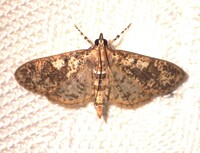 Palpita magniferalis