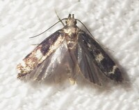 Fascista bimaculella