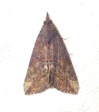 Hypena scabra