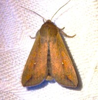 Mythimna unipuncta