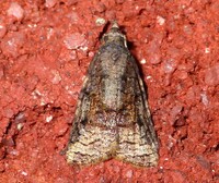 Platynota semiustana