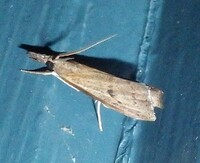 Fissicrambus mutabilis