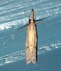 Fissicrambus mutabilis