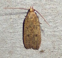 Glyphidocera juniperella
