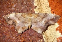 Hypagyrtis unipunctata