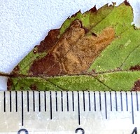 Ectoedemia rubifoliella