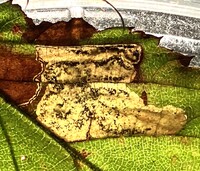 Ectoedemia rubifoliella