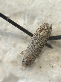 Eucosma argutipunctana