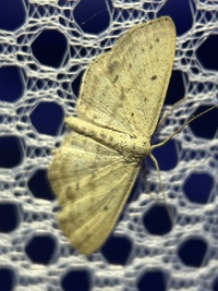 Scopula aemulata