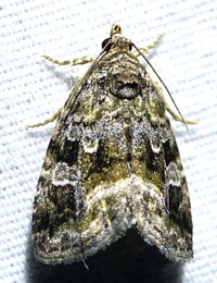 Protodeltote muscosula