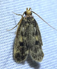Martyringa latipennis