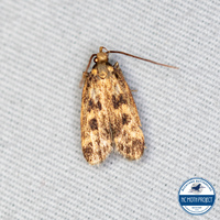 Martyringa latipennis