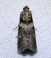 Salebriaria tenebrosella