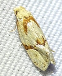 Aethes unidentified species