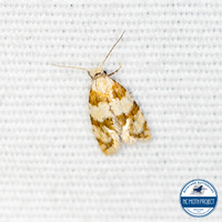 Aethes argentilimitana