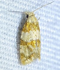 Aethes argentilimitana